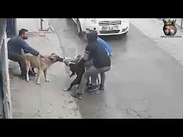 Kangal Pitbul Dovusu 3gp Mp4 Mp3 Flv Indir