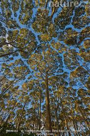 Image result for Eucalyptus sp.