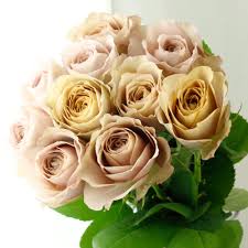 08直前SE】バラ リーズン30cm 堀木バラ園【生花】 - 花材通販はなどんやアソシエ