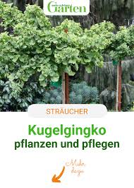 Kugelginkgo Ideal Fur Kleinere Garten In 2020 Pflanzen Baume Garten Garten