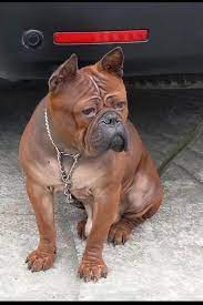 sobaka chuncin dog kennel cover rare dogs dog kennel