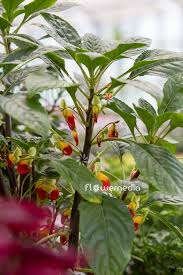 Image result for Impatiens niamniamensis