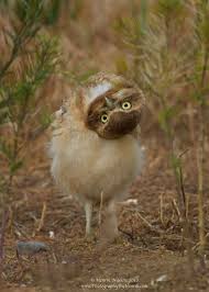 Photo By Henrik Nilsson Owl Burrowing Owl Animals Beautiful
