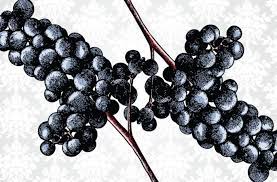 The wild grape is often classified as v. Saving America S Indigenous Wine Grapes Wine Enthusiast