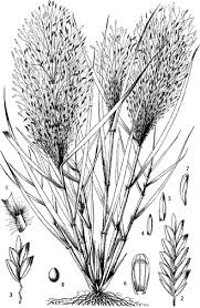 Image result for Eragrostis aspera
