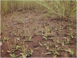 Image result for Ascolepis capensis