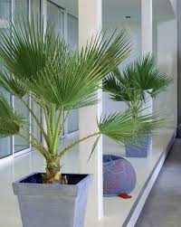 Läs aftonbladets samlade rapportering här. Kalifornische Washingtonpalme Zimmerpflanze Mit Fernweh Flair Zimmerpflanzen Palmen Garten Pflanzen Im Badezimmer