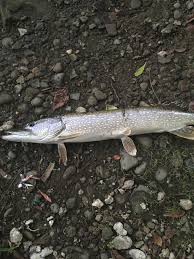 Check spelling or type a new query. Id Is This A Northern Pike Or Muskie Caught In Pittsburgh On A Spinner Bait While Fishing A Dam For Smallies Fishing