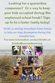 As a foster pet parent you'll have everything you need to care for your foster pet. Coronavirus Massachusetts Animal Rescue Agency Wants To Get You A Quarantine Companion Encourages Foster Care Adoption Masslive Com