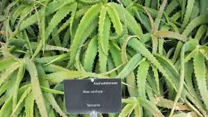 Image result for Aloe aculeata × globuligemma