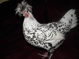 I had 2 separate dreams about a black and white speckled chicken. Top Hat Chicks