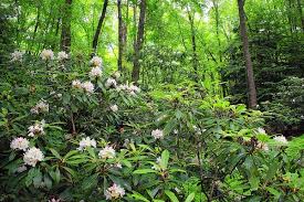 Rosebay Rhododendron Plants Rhododendron Shrubs
