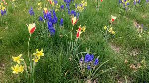 Quick guide to growing pet grass. How To Plant Flower Bulbs For A Meadow Garden Effect Horticulture