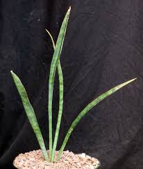 Image result for Sansevieria nilotica