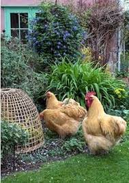 You can also add small sections of chicken wire fence around select plants you wish to protect. 78 Chicken Deterrents For The Garden Ideas Garden Veggie Garden Outdoor Gardens