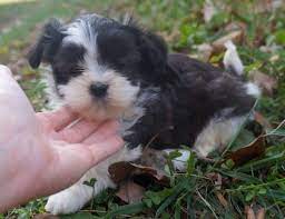 Maybe you would like to learn more about one of these? Mal Shi Maltese And Shih Tzu Male Puppy For Sale In Farmington Missouri Classified Americanlisted Com