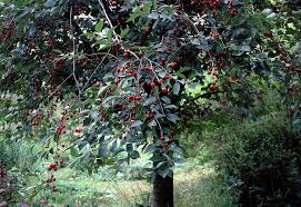 When planting fruit trees that have grown for 3 years you will need to prune the leading shoots of branches selected to extend the framework by half to a bud facing in the desired direction. 5 Fastest Growing Trees In India Shade Giving Fruit Bearing Medicinal