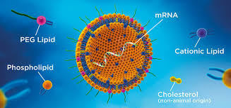 A ribonucleic acid (rna) vaccine or messenger rna (mrna) vaccine is a type of vaccine that uses a copy of a natural molecule called messenger rna (mrna) to produce an immune response. Cordenpharma Supports Mrna Vaccine Development With Lipids