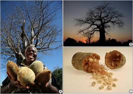 The baobab tree is a symbol of sustenance and life due its adaption to the harsh arid climate; An Updated Review Of Adansonia Digitata A Commercially Important African Tree Sciencedirect