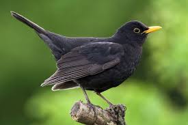 Amsel Turdus Merula Gartenzauber Amsel Vogel Im Garten Amsel Vogel