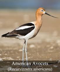 Birdmaster Bird Control Nature Birds Bird Bird Species