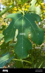 Image result for Moraceae