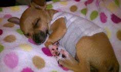 And since pattern pieces for dog clothes tend to be much smaller than those for human clothing, accuracy when. 84 Dog Clothes Patterns Free Dog Clothes Tutorials Patterns To Sew
