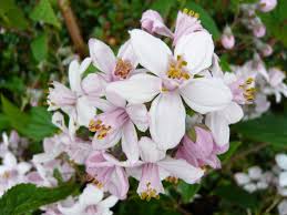 Image result for Deutzia x hybrida ′Mont Rose