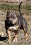 Blue Pitbulls XXL & Pocket Blue Pitbulls Blue Pitbull ...