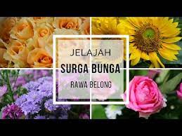 Anggrek, mawar, aster, anterium, matahari, lily, tulip, lengkap ada di sini. Jelajah Surga Bunga Rawa Belong Youtube