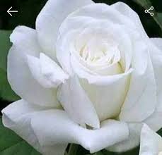 Pilihan tepat harga lengkap respons pengiriman berbagai daerah. Bunga Mawar Putih Asli Shopee Indonesia