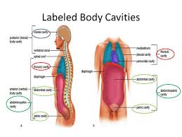 If this vertical plane runs directly down the middle of the body, it is called the midsagittal or median plane. Necessities For Life And Body Regions Ppt Video Online Download