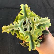 Mi Piace 173 Commenti 3 Keri Succulents Clay Succulents And Clay Su Instagram Kalanchoe Beharensis Minima 4 12 Only One In Fiori Piante