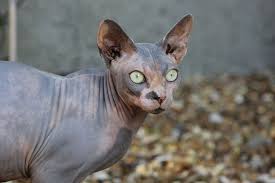 Kucing ini banyak tersebar di seluruh indonesia terutama di daerah yang padat pemukiman. 10 Jenis Kucing Unik Yang Ada Di Dunia Duh Kawainya