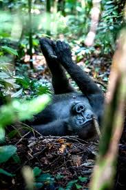 Image result for Hua gabonii