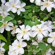 Check spelling or type a new query. Clematis Madame Le Coultre Van Meuwen