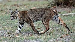 Lynx was a product of the distributed computing group within academic computing services of the university of. ÙˆØ´Ù‚ ÙˆÙŠÙƒÙŠØ¨ÙŠØ¯ÙŠØ§