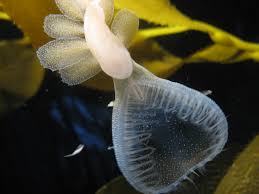 Image result for Melinis subglabra