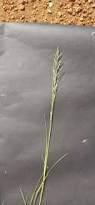 Image result for Eragrostis plana