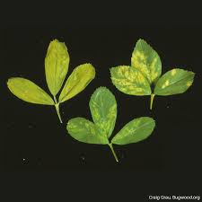 Image result for Alfalfa mosaic virus