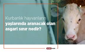 Kurbanlik Hayvanlarin Yaslarinda Aranacak Olan Asgari Sinir Nedir