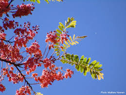 Image result for Cassia grandis