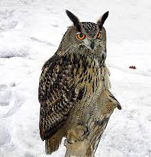 You have to feel for finland. Eurasian Eagle Owl Wikiwand