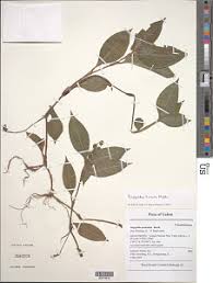 Image result for Polyspatha hirsuta