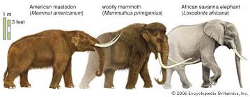 Proboscidea Any Of The Group Of Mammals That Includes Elephant S And Their Wooly Mammoth Prehistoric Animals Prehistoric
