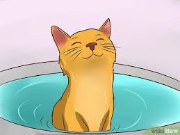 As mentioned earlier, it is possible that a dog louse can get on a human — but it can't live on us. 4 Ways To Treat Lice In Cats Wikihow