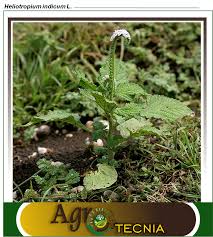 Image result for Heliotropium indicum