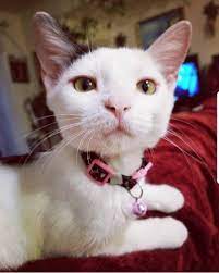 This Is Yuki Aka Baby Shark For Some Odd Reason Cute Animals Kitty Animals