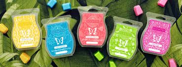Join scentsy and start your own candle business in 2018 The 2020 Summer Collection Is Here Scents By Berni