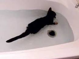 As a result, people feel clueless after they notice that their furballs have left them nasty surprises in the bathtub. Swimming Cat Jenna Youtube